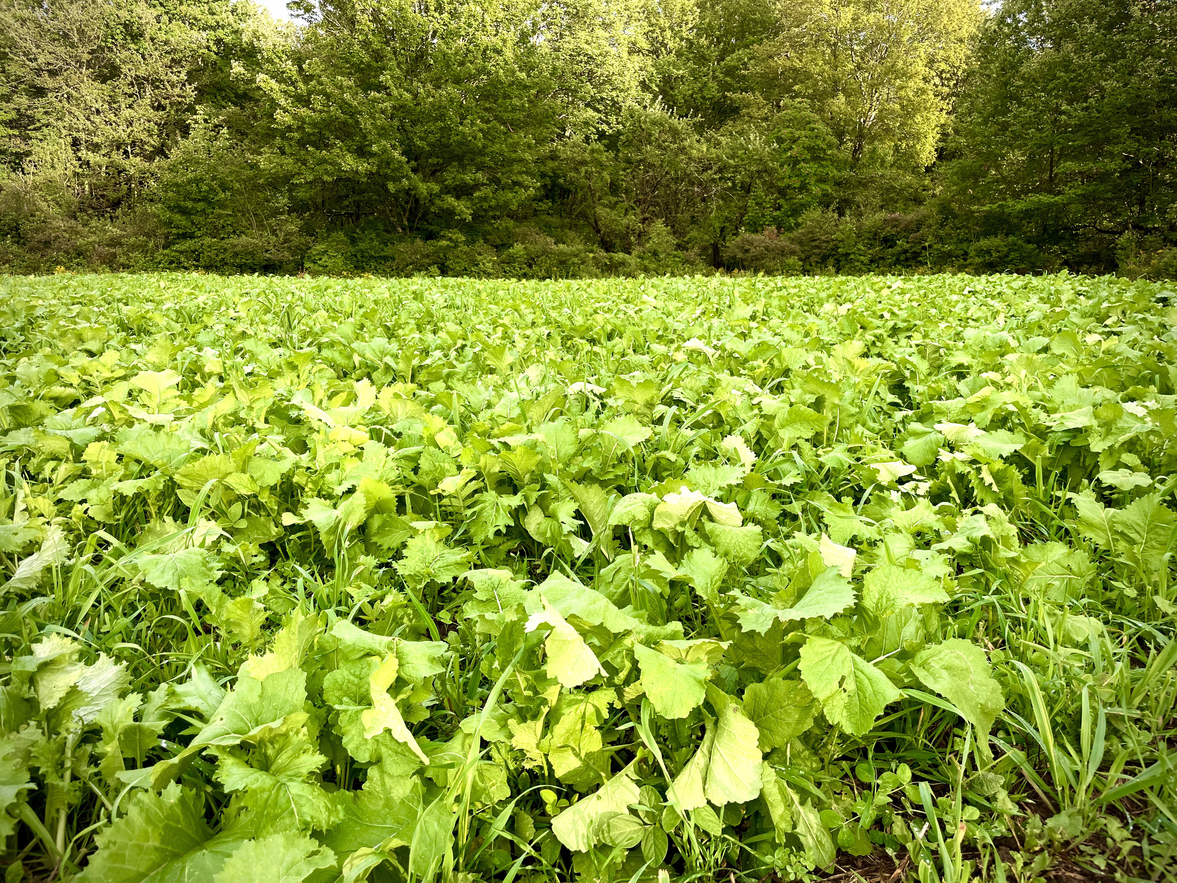 Food Plots